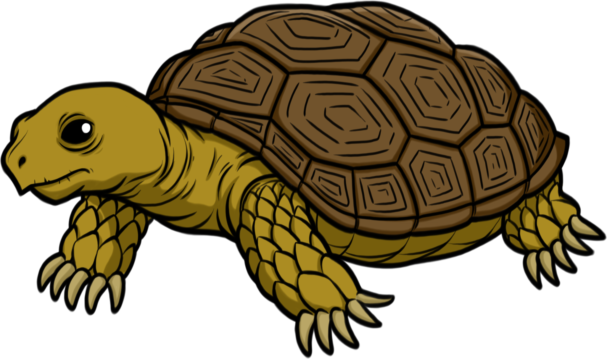 Tortoise Transparent PNG Image