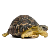 Tortoise Png Picture Transparent HQ PNG Download | FreePNGImg