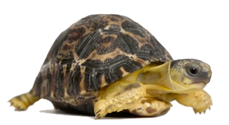 Tortoise Picture PNG Image
