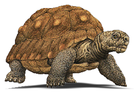 Tortoise Png PNG Image