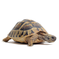 Tortoise Free Download Png Transparent HQ PNG Download | FreePNGImg