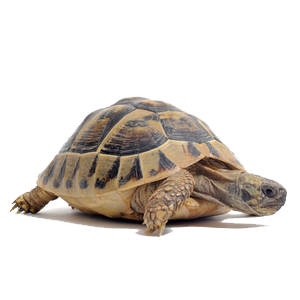 Tortoise Png Clipart PNG Image