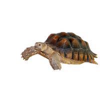 tortoise-png-picture-transparent-hq-png-download-freepngimg