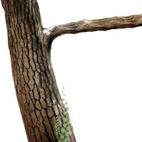 Tree Branch Trunk Download Free Image Transparent PNG Image