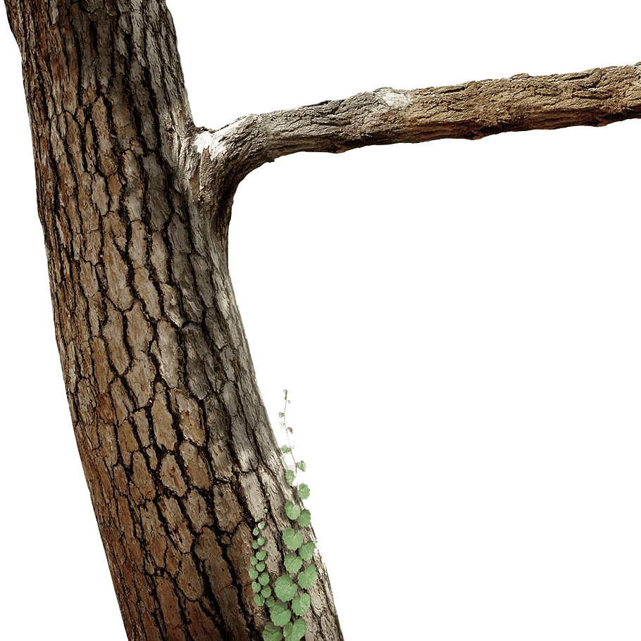 Tree Branch Trunk Download Free Image PNG Image