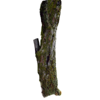 Photos Tree Branch Trunk Free Photo Transparent PNG Image