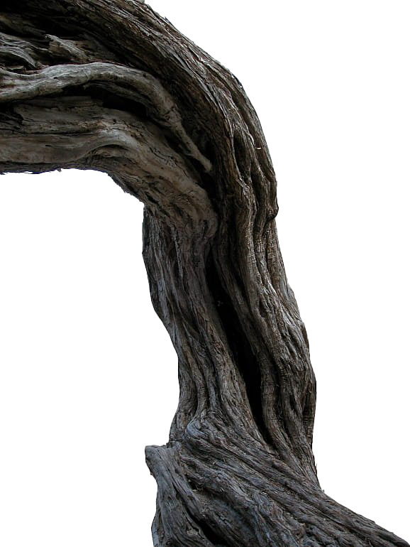 Pic Tree Branch Trunk Free Download Image PNG Image