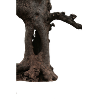 Tree Branch Trunk Download HD PNG