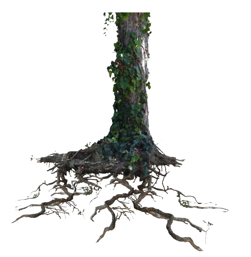 Tree Trunk Free PNG HQ PNG Image