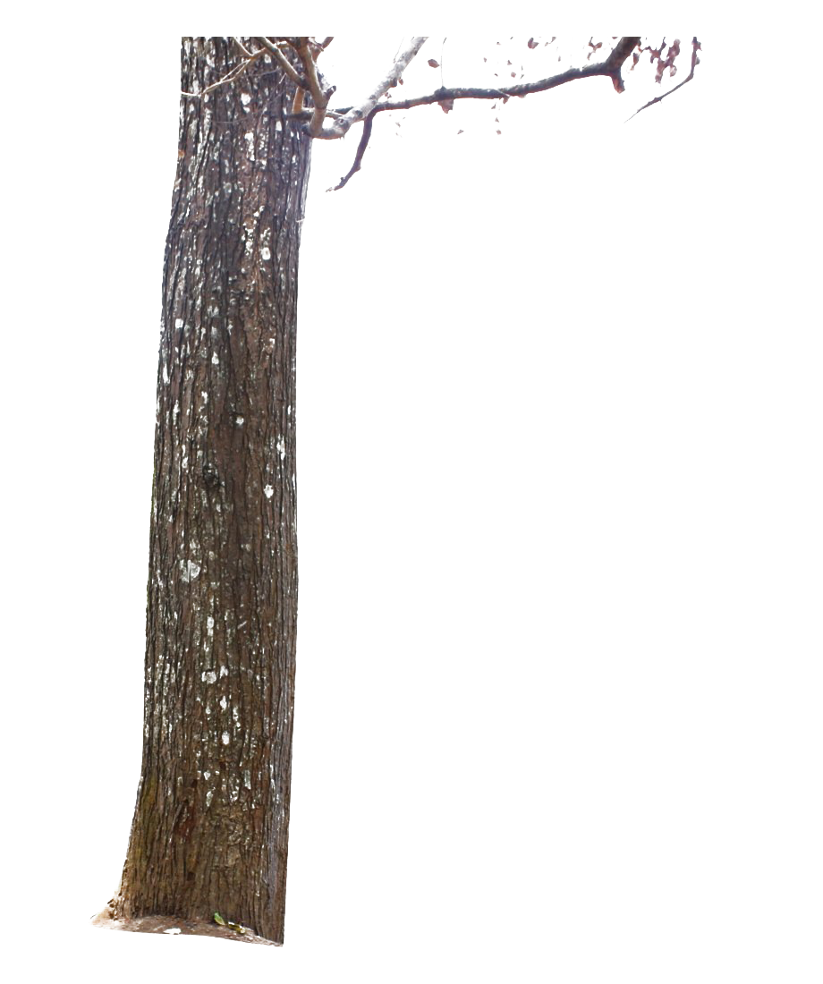 Tree Trunk PNG File HD PNG Image