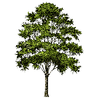 Download Tree Free PNG photo images and clipart | FreePNGImg