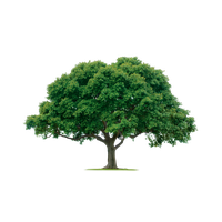 Tree Transparent PNG Image