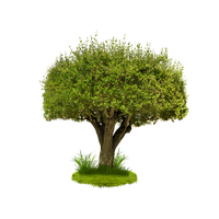 Pine Tree PNG