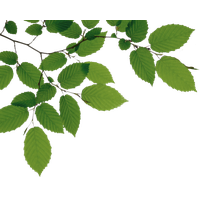 Download Tree Free PNG photo images and clipart | FreePNGImg