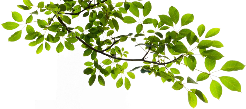 Tree Branch Transparent PNG Image