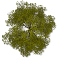 Tree Top Clipart Transparent PNG Image