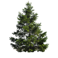 Pine Tree Image PNG