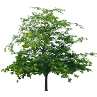 Download Tree photo images clipart | FreePNGImg