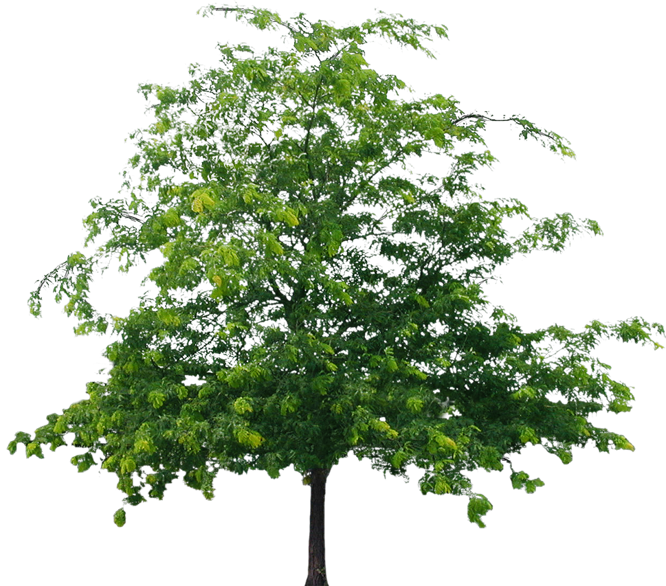 Download Tree File Hq Png Image Freepngimg