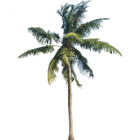Coconut Tree Transparent PNG