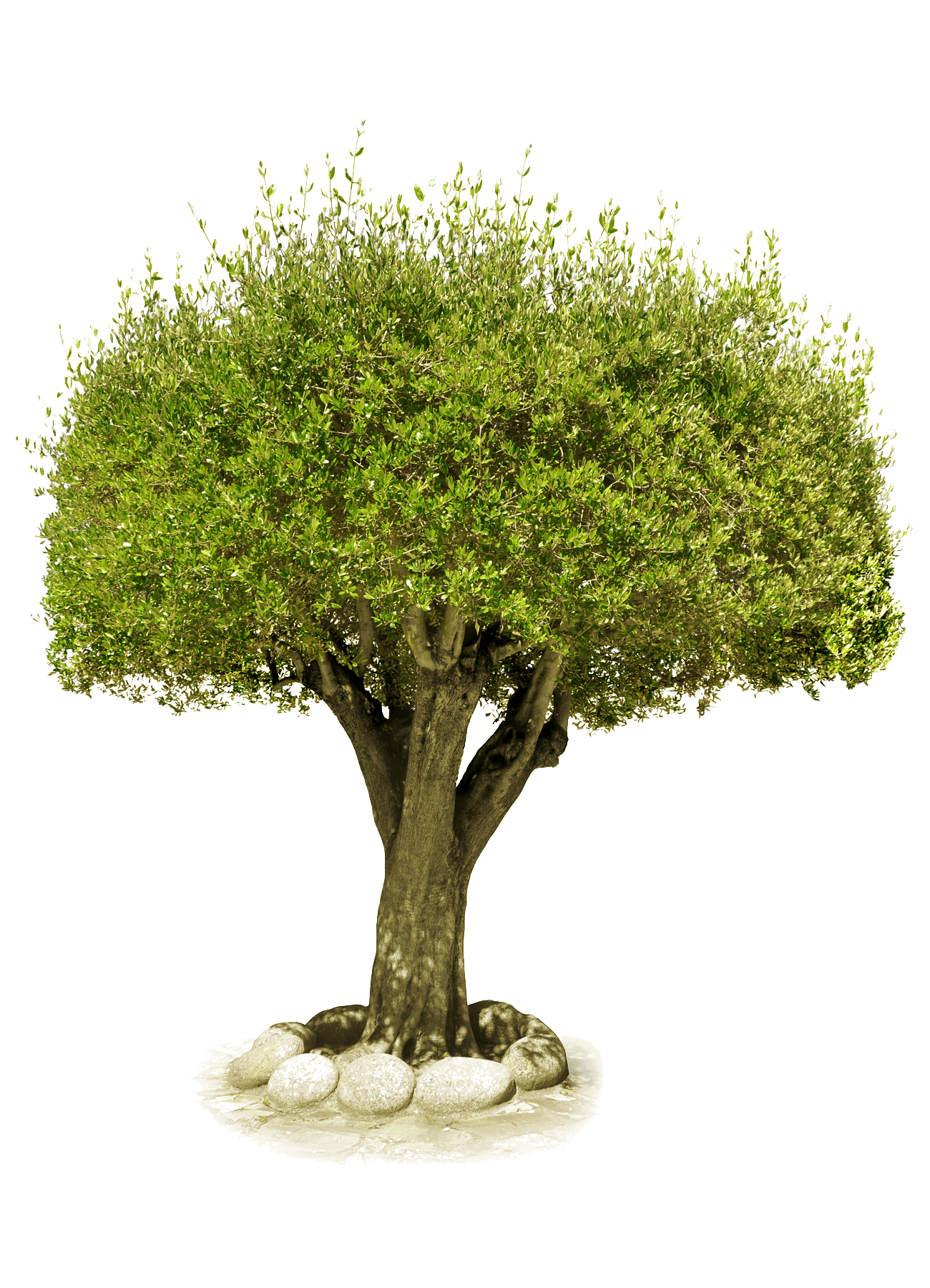 Download Tree Png Image Download Picture HQ PNG Image | FreePNGImg