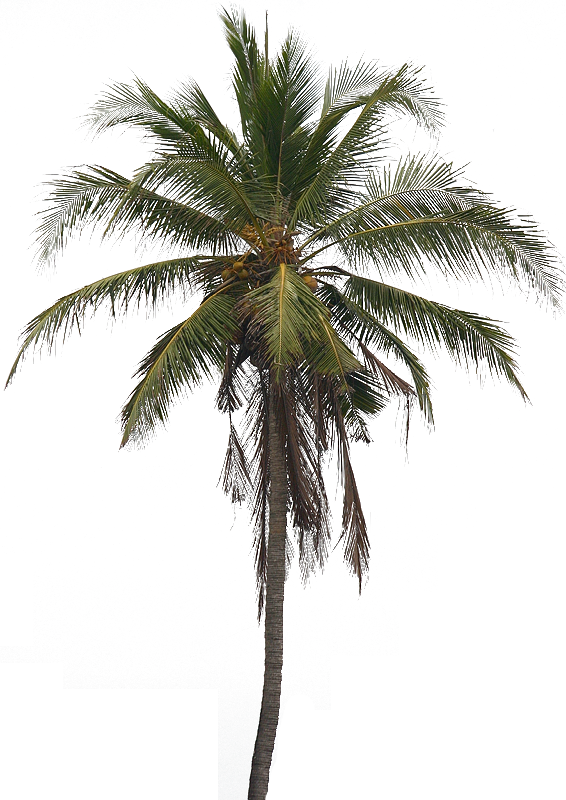 Download Coconut Tree HQ PNG Image | FreePNGImg