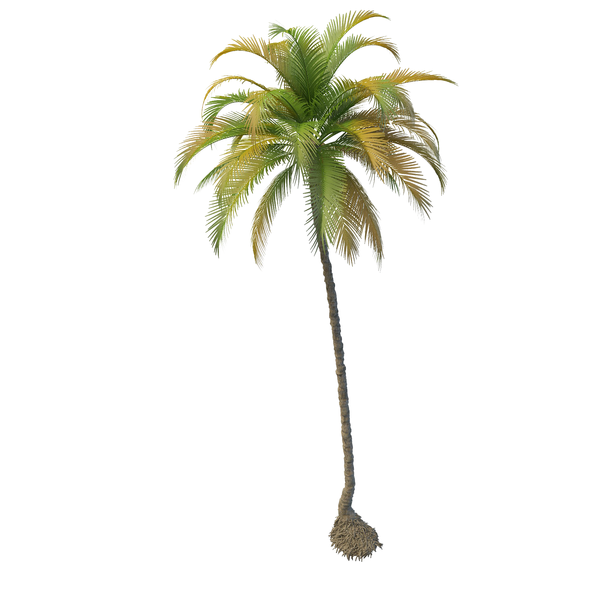 Coconut Tree File PNG Image