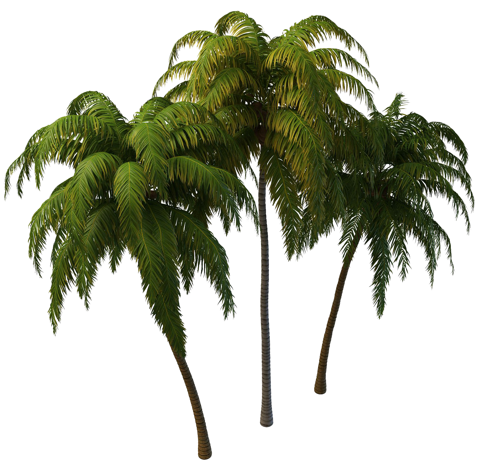39+ Transparent Background Coconut Tree Vector Png Images