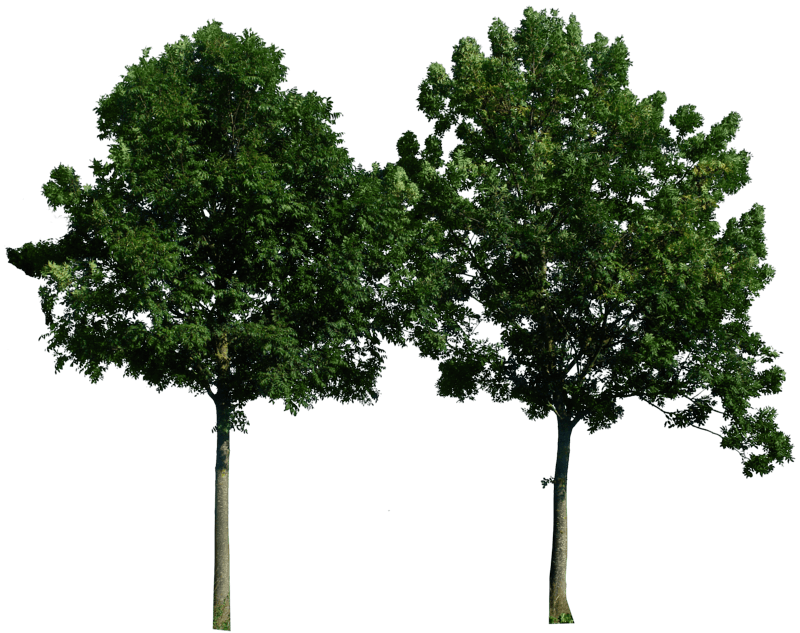 Tree Png Image Download Picture PNG Image