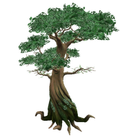 Jungle Tree Photo Transparent PNG Image