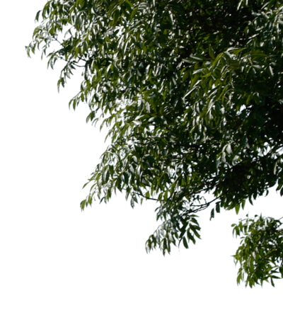 Tree Leaves Image PNG Image