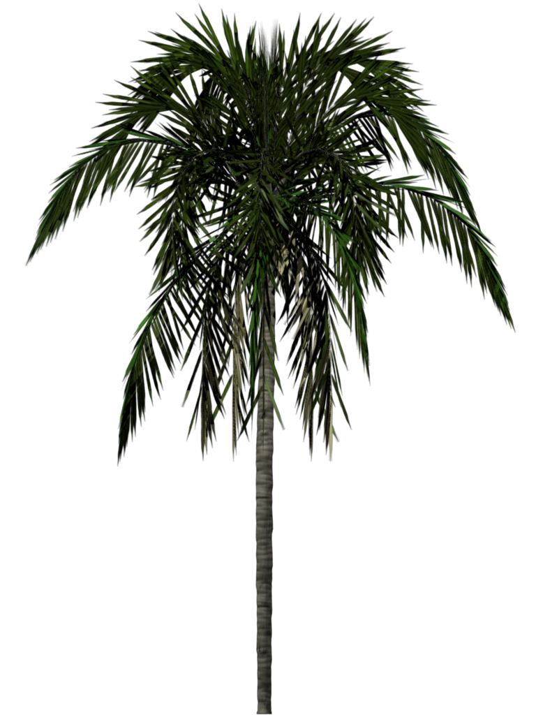 Jungle Tree Transparent Background PNG Image