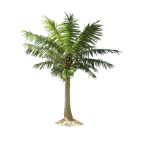 Download Tree Free PNG photo images and clipart | FreePNGImg