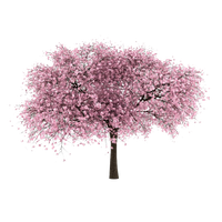 Cherry Tree PNG Image