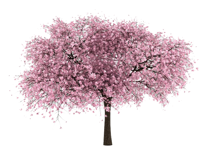 Cherry Tree PNG Image