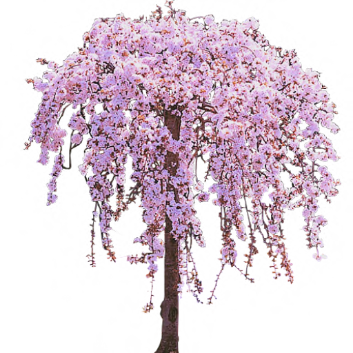 Cherry Tree Clipart Transparent PNG Image