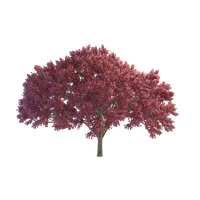 Cherry Tree File PNG Image