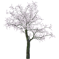 Cherry Tree Transparent Image PNG Image