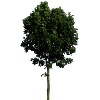 Tree Transparent Transparent PNG Image