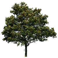 Tree Png Image Download Picture