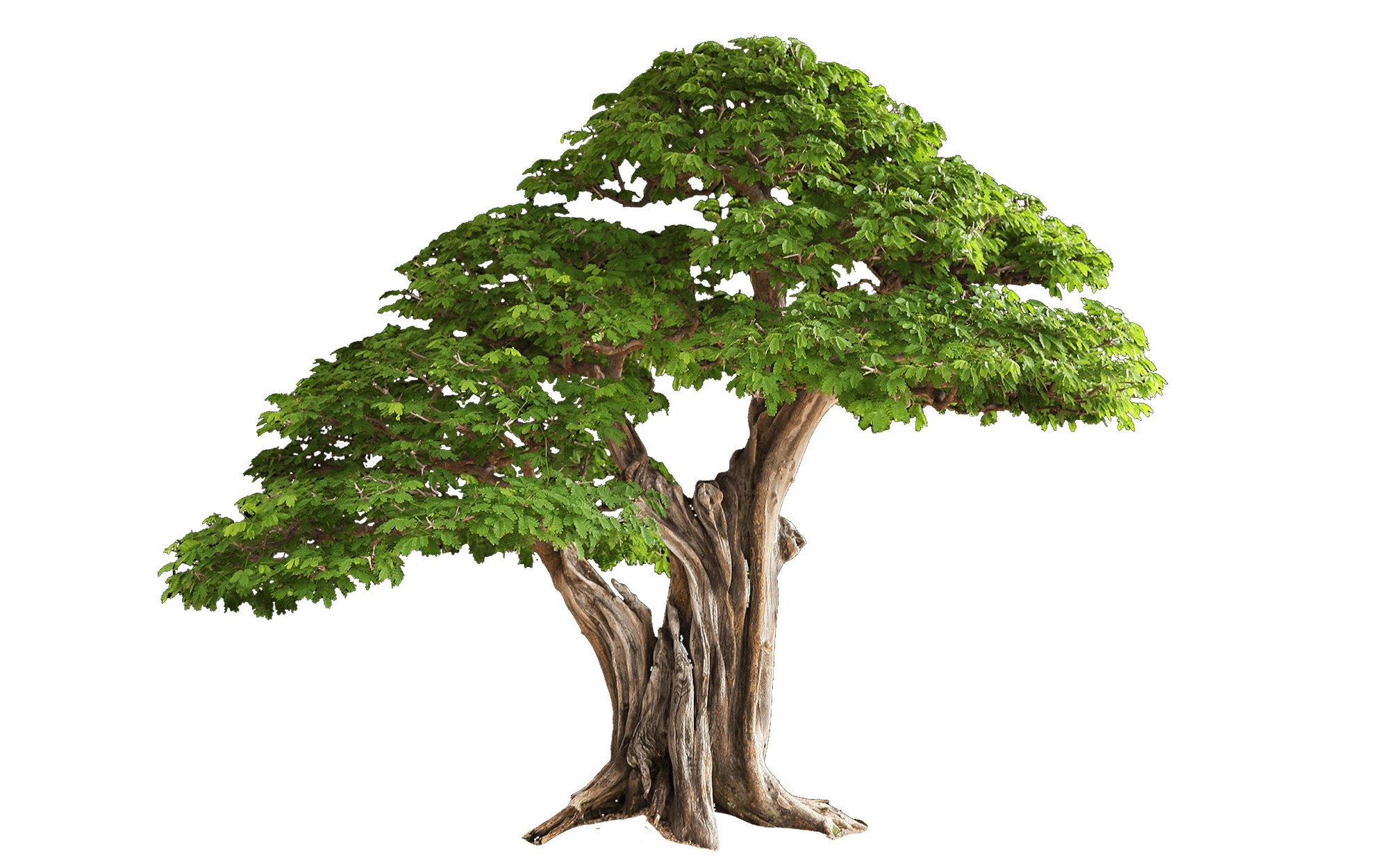 png trees for photoshop free download