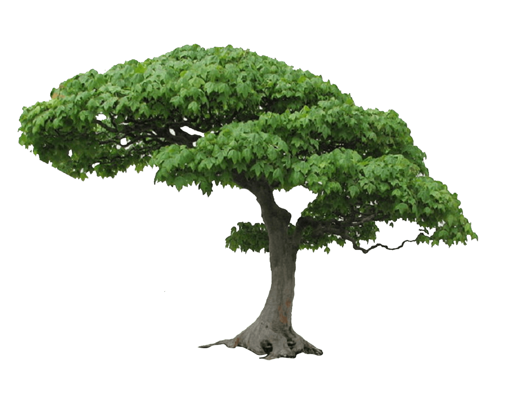 Download Tree Png Picture HQ PNG Image | FreePNGImg