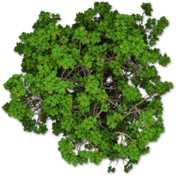 Shrub Mediterranean Cypress Tree Pine Plan PNG Image