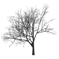 Plant Tree Mark Zuckerberg Monochrome Woody Twig PNG Image