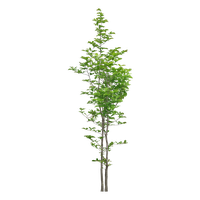Tree Trees Luxuriant Free PNG HQ PNG Image
