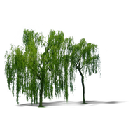 Plant Weeping Willow Tree Trees Computer File PNG Image