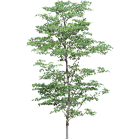 Download Tree Free Png Photo Images And Clipart Freepngimg