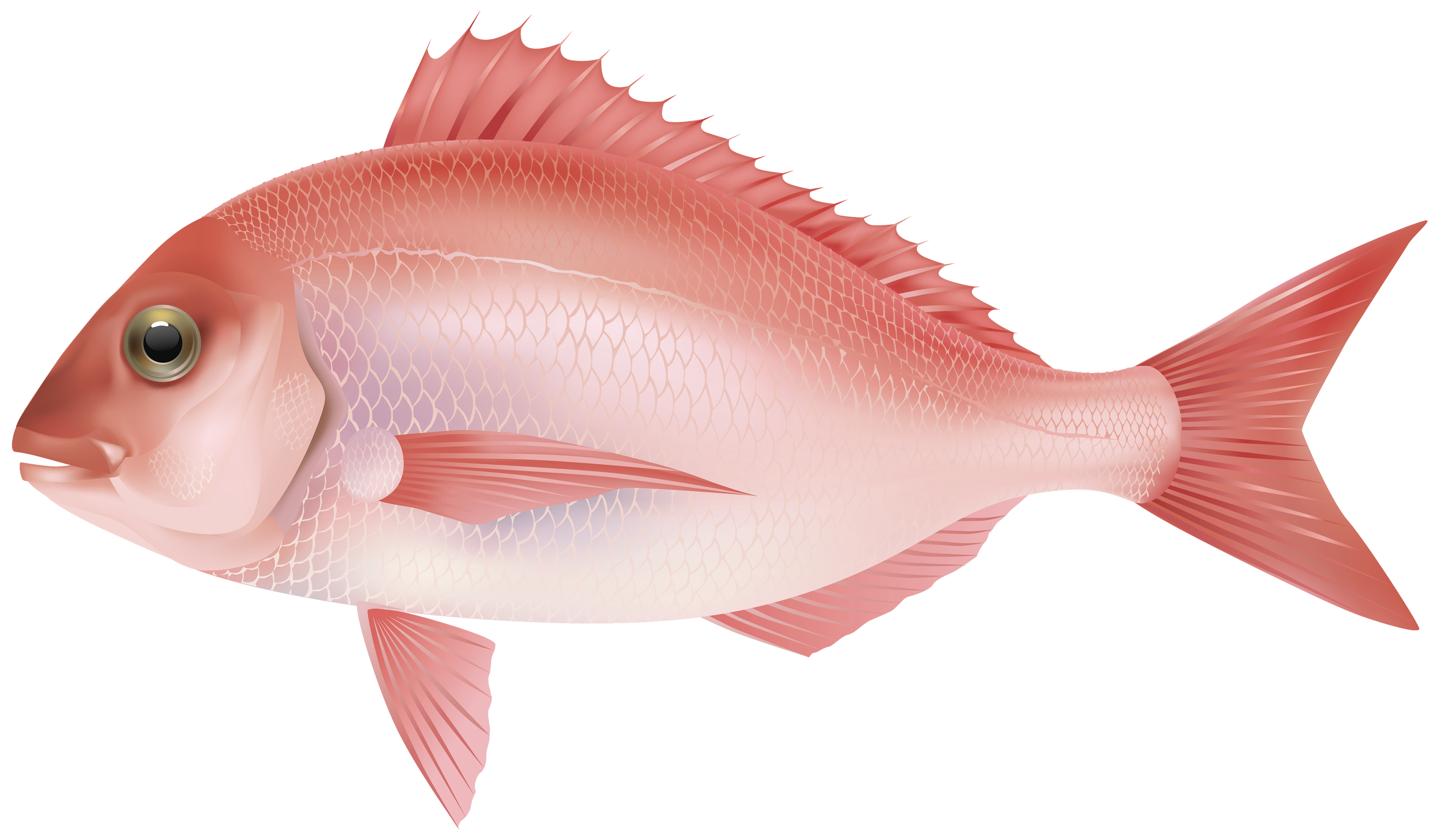 Fish Png 7 PNG Image