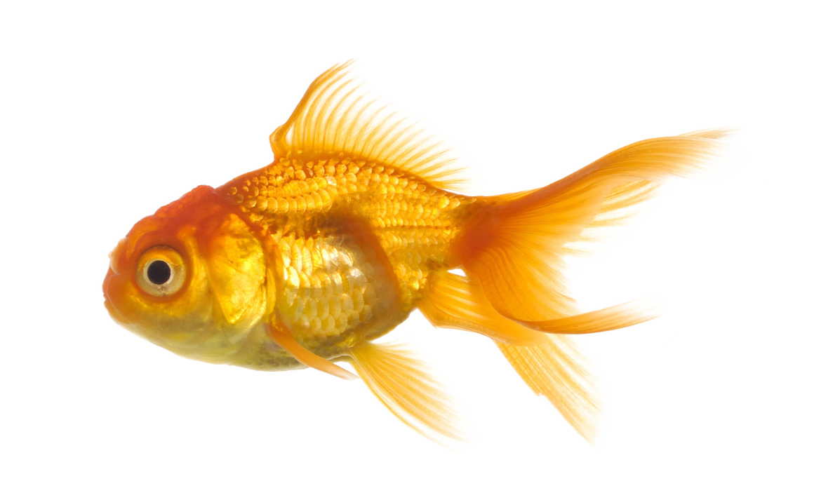 Fish Png 8 PNG Image