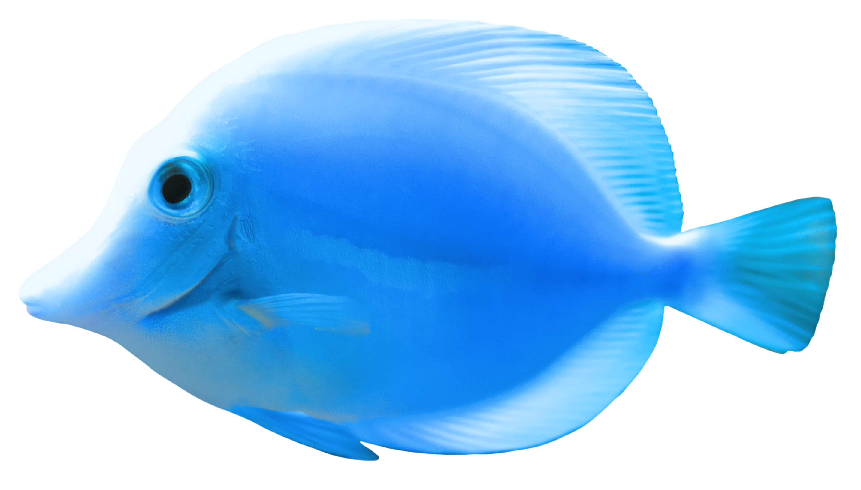 Fish Png 2 PNG Image